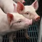 Aguascalientes lidera producción de carne de cerdo