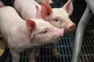 Aguascalientes lidera producción de carne de cerdo