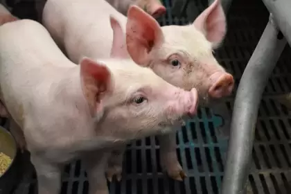 Aguascalientes lidera producción de carne de cerdo
