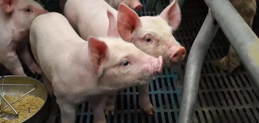 Aguascalientes lidera producción de carne de cerdo