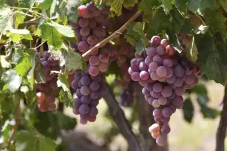 Aguascalientes se consolida como 5° productor de uva en México