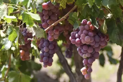 Aguascalientes se consolida como 5° productor de uva en México