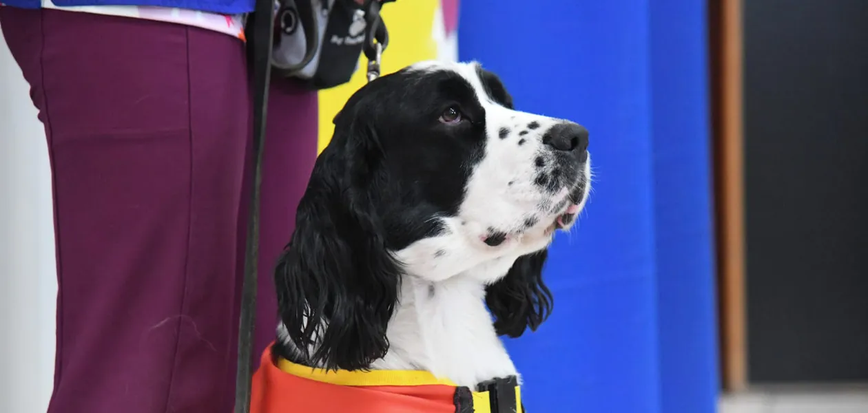 DIF Estatal creará pionero Centro de Terapia Asistida con Animales