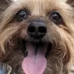 Esterilización de mascotas: La decisión que salva y extiende sus vidas