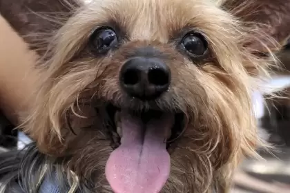 Esterilización de mascotas: La decisión que salva y extiende sus vidas