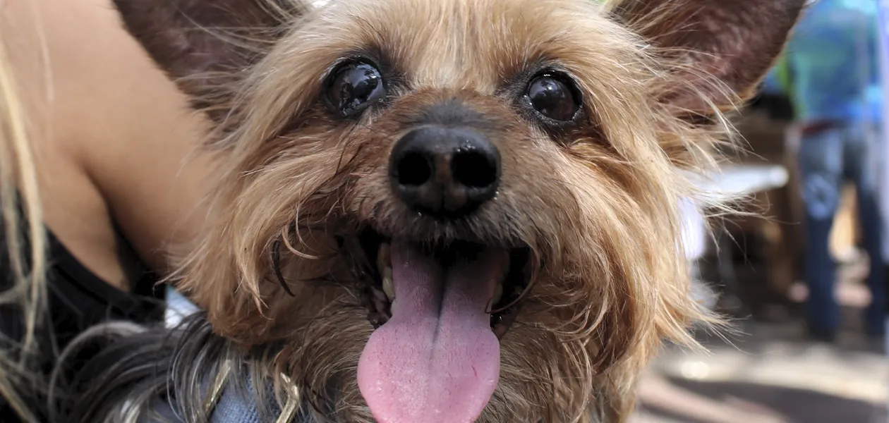 Esterilización de mascotas: La decisión que salva y extiende sus vidas