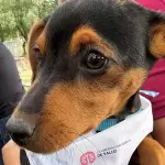 Festival por el Día del Perro en Aguascalientes: Fechas y servicios