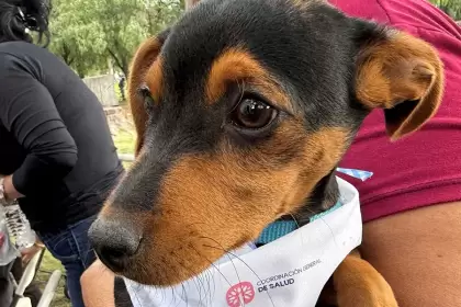 Festival por el Día del Perro en Aguascalientes: Fechas y servicios