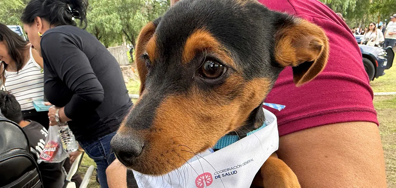 Festival por el Día del Perro en Aguascalientes: Fechas y servicios