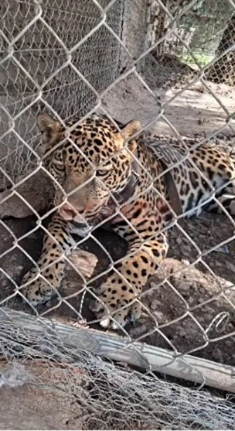 Jaguar Naya