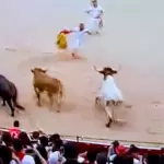 Que “dice mi mamá que siempre no”: Los toros de Miura, estando a la puerta de los corrales de la plaza, se dieron un paseo por el ruedo de La Misericordia y ya después ingresaron, retrasando el cronómetro hasta los 2’34”. Foto: JLMNoticias / Especial / RTVE.