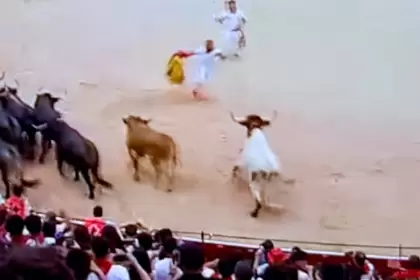 Que “dice mi mamá que siempre no”: Los toros de Miura, estando a la puerta de los corrales de la plaza, se dieron un paseo por el ruedo de La Misericordia y ya después ingresaron, retrasando el cronómetro hasta los 2’34”. Foto: JLMNoticias / Especial / RTVE.