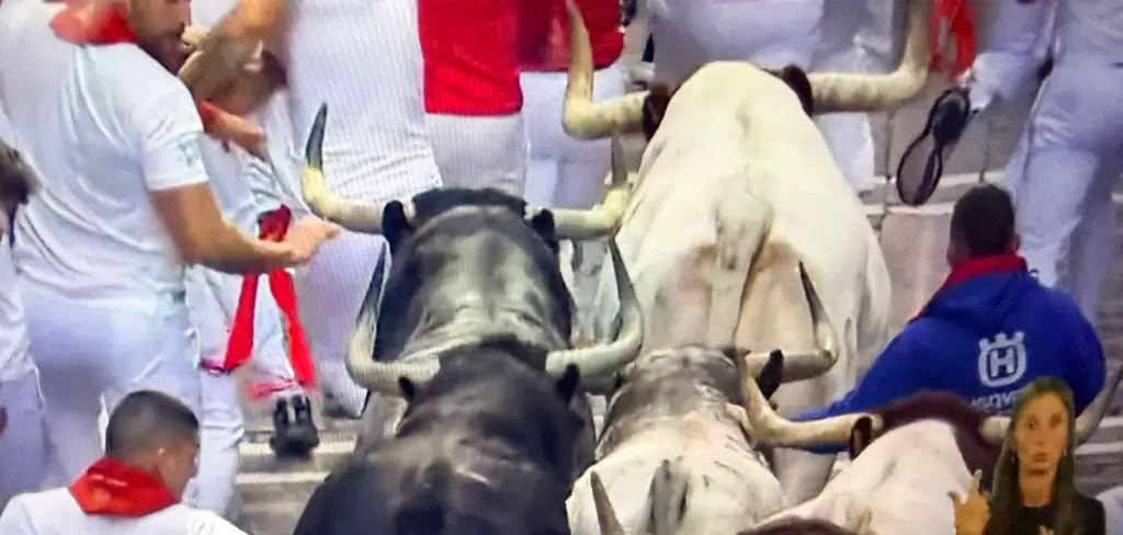 Muy compacta resultó la manada de los toros de Cebada Gago que esta mañana se corrieron en Pamplona, como hace un año justamente en el segundo día de los sanfermines. Foto: JLMNoticias / Especial / Mundotoro.