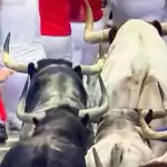 Muy compacta resultó la manada de los toros de Cebada Gago que esta mañana se corrieron en Pamplona, como hace un año justamente en el segundo día de los sanfermines. Foto: JLMNoticias / Especial / Mundotoro.