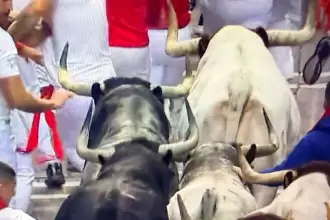 Muy compacta resultó la manada de los toros de Cebada Gago que esta mañana se corrieron en Pamplona, como hace un año justamente en el segundo día de los sanfermines. Foto: JLMNoticias / Especial / Mundotoro.