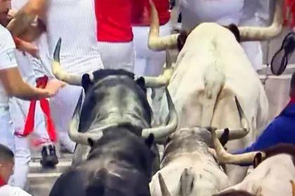 Muy compacta resultó la manada de los toros de Cebada Gago que esta mañana se corrieron en Pamplona, como hace un año justamente en el segundo día de los sanfermines. Foto: JLMNoticias / Especial / Mundotoro.