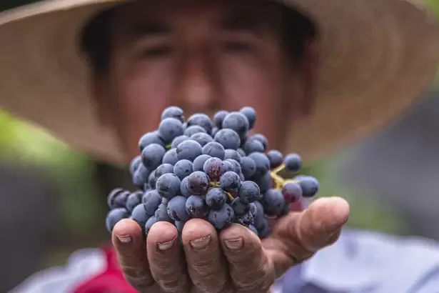 Vinícola El Secreto anuncia su Fiesta de la Vendimia en Cosío