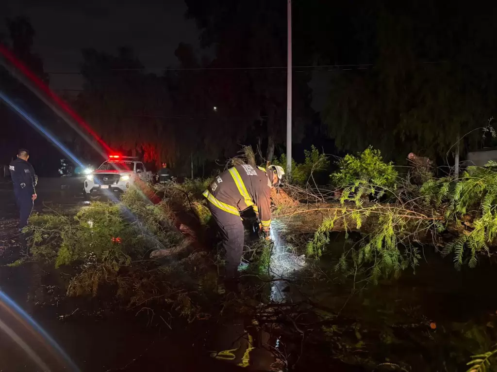 Levanta 5 árboles caídos de aproximadamente 12 metros de largo