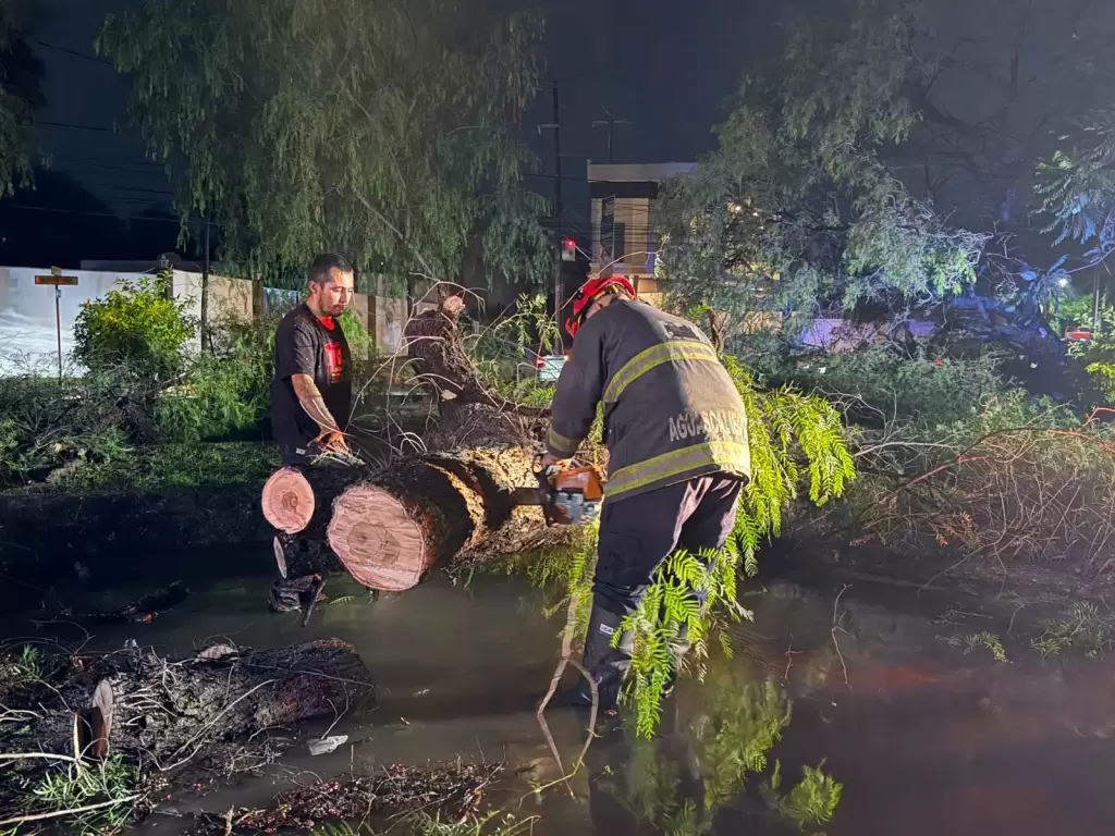 Bomberos levantan árbol caído
