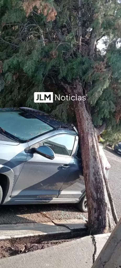 Lluvia derriba árbol sobre un auto estacionado