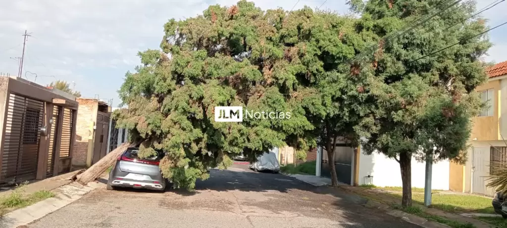 Árbol gigante cae sobre auto