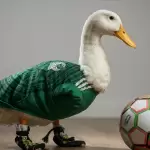 Pato Merlín entra a la política con la "Ley Merlín"
