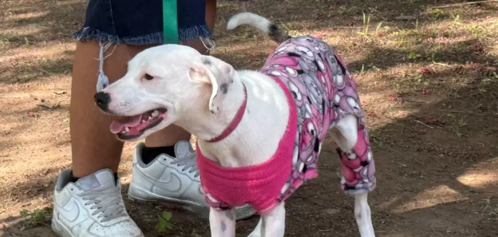Aguascalientes anuncia jornada de esterilización para mascotas