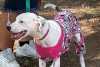 Aguascalientes anuncia jornada de esterilización para mascotas