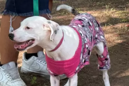 Aguascalientes anuncia jornada de esterilización para mascotas