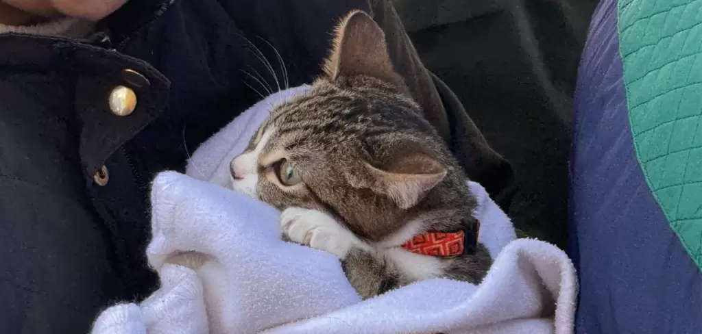 Aguascalientes da 150 esterilizaciones gratuitas a mascotas