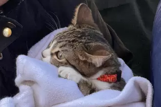 Aguascalientes da 150 esterilizaciones gratuitas a mascotas