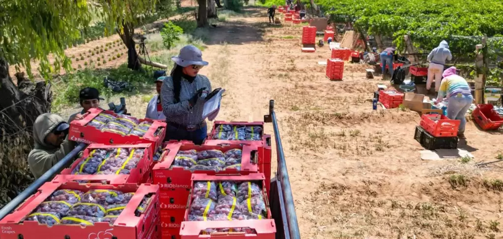 Apoyo de Tere Jiménez impulsará la venta de uva en Cosío