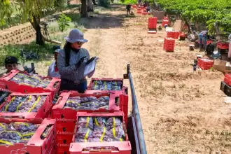 Apoyo de Tere Jiménez impulsará la venta de uva en Cosío