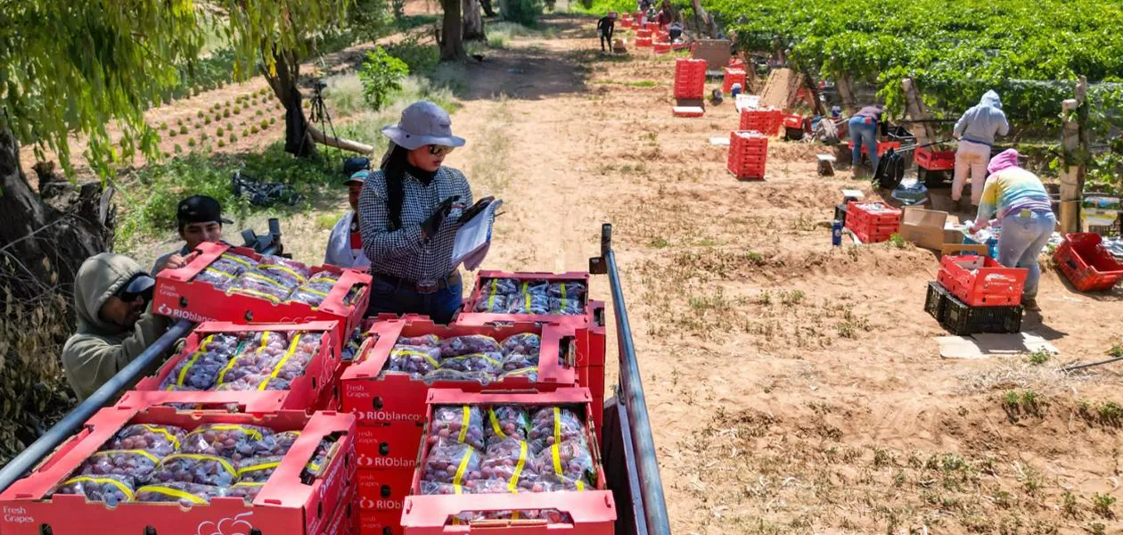 Apoyo de Tere Jiménez impulsará la venta de uva en Cosío