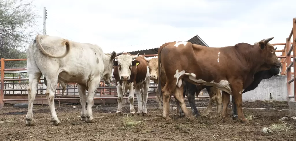 Decomisan más de 7,623 toneladas de carne no apta para consumo en Rastro Municipal de Aguascalientes