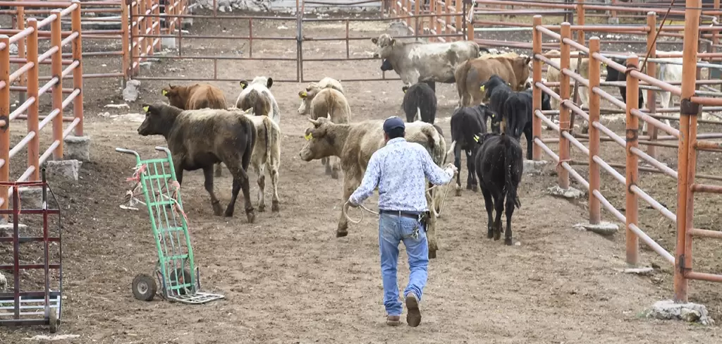 Decomisan mas de 7623 toneladas de carne no apta para consumo en Rastro Municipal de Aguascalientes 2