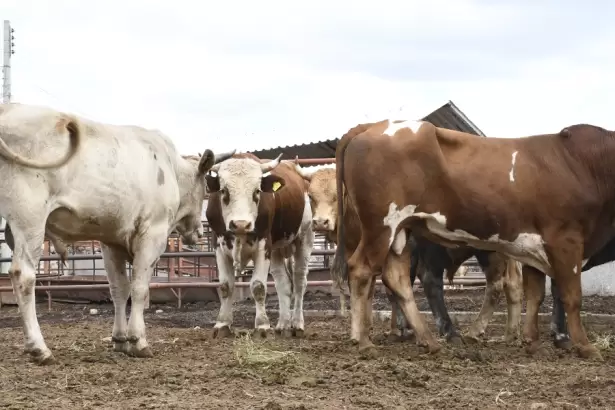 Decomisan más de 7,623 toneladas de carne no apta para consumo en Rastro Municipal de Aguascalientes