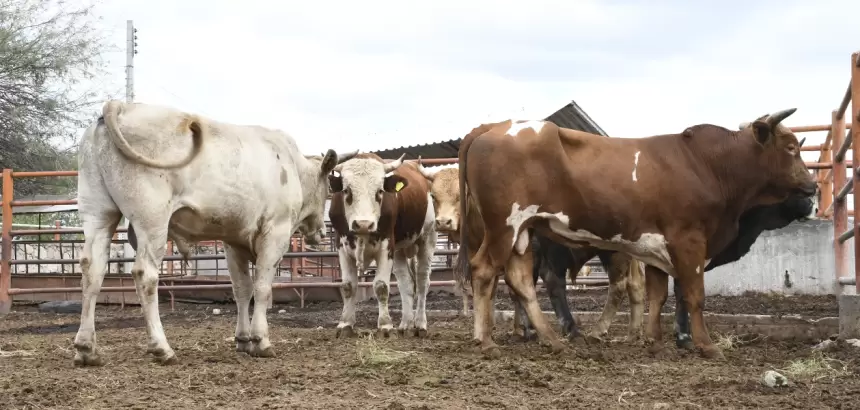 Decomisan más de 7,623 toneladas de carne no apta para consumo en Rastro Municipal de Aguascalientes