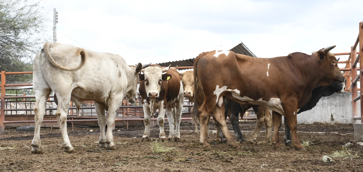 Decomisan más de 7,623 toneladas de carne no apta para consumo en Rastro Municipal de Aguascalientes