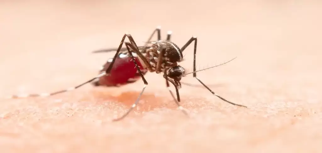 Dengue prende alertas en Aguascalientes, confirman primeros casos graves