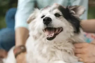 Esterilizaciones gratuitas en Aguascalientes para mascotas