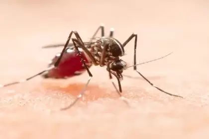 IMSS alerta por dengue- prevenir y buscar atención a tiempo puede salvar vidas