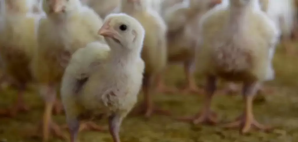 Aguascalientes logra el segundo lugar nacional en carne de pollo
