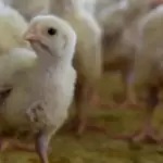 Aguascalientes logra el segundo lugar nacional en carne de pollo