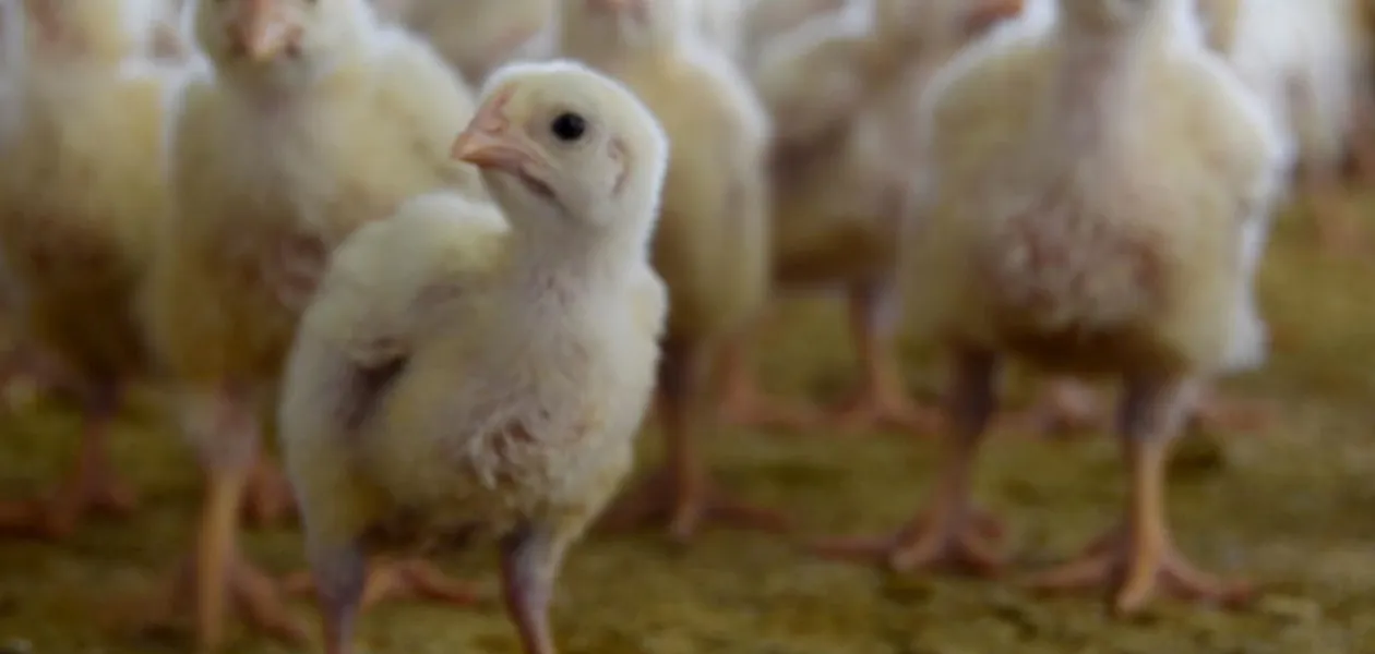 Aguascalientes logra el segundo lugar nacional en carne de pollo