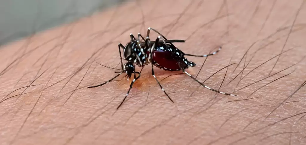 Aparece el virus más peligroso de dengue