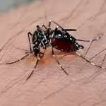 Aparece el virus más peligroso de dengue