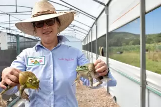 Crianza de rana toro: la apuesta de innovación y sustentabilidad en Calvillo