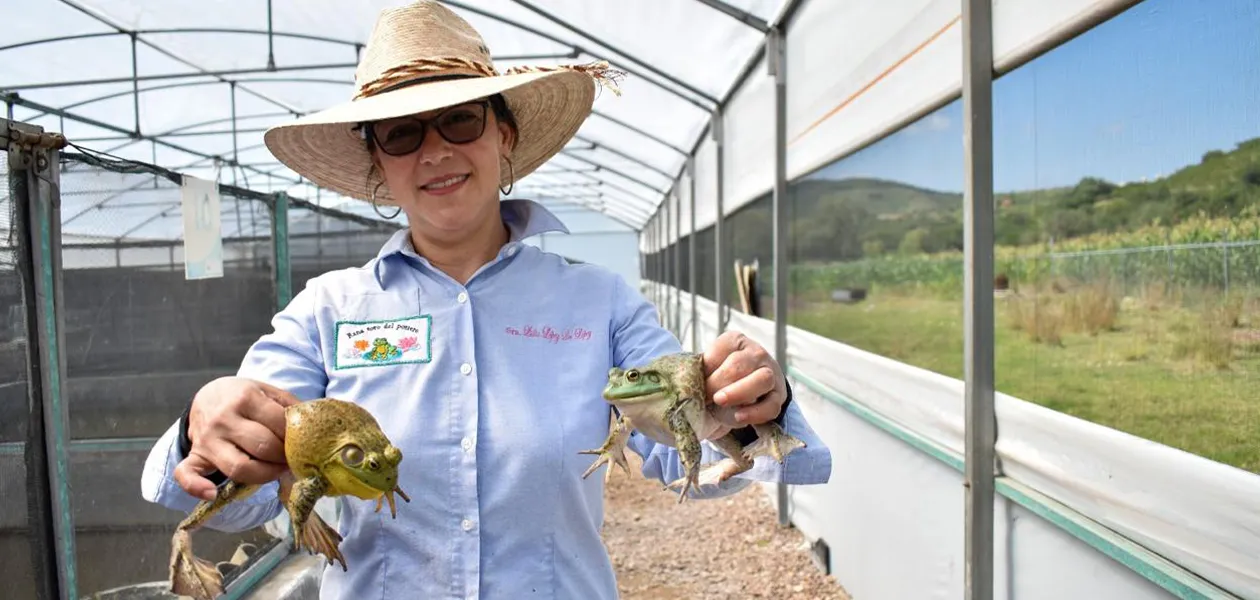Crianza de rana toro: la apuesta de innovación y sustentabilidad en Calvillo