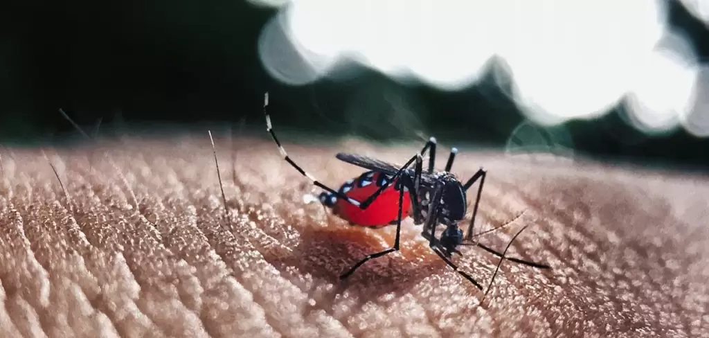 Dengue suma 231 casos confirmados... hasta ahora